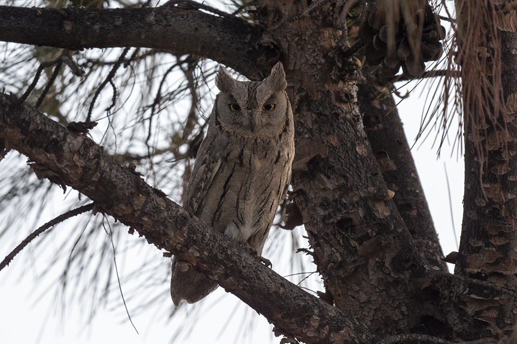 Pallid Scops-Owl